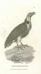 Auriculated Vulture