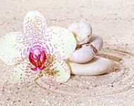 Panorama with orchids and zen stones
