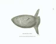 Oblong Sun Fish