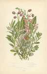 Scottish Menziesia, Irish m., Trailing Azalea, Marsh Andromeda, Austere Strawberry Tree, Black Bear-