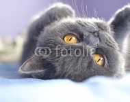 Котенок 3
