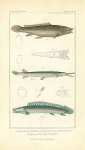 Anria calva, Lepisostens osscus, Polypterus bichir