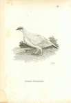 Common Ptarmigan