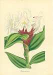 Costus Speciosus