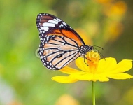 Бабочка на желтом цветке крупным планом