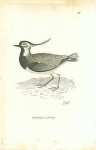 Common Lapwing