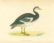 Spur-Winged Goose