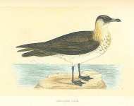 Pomerine Skua