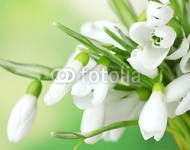 Подснежники 6