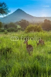 Антилопа, парк Серенгети, Танзания