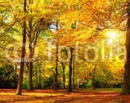 Панорама осеннего леса