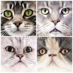 Кошачий коллаж