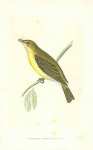 Melodious Willow Warbler