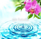 Freshness  concept - drops in water and pink orchids