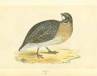 Quail