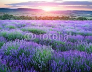 Лавандовые луга. Франция