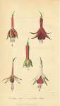 Fuchsia Cordifolia, Seedling Fuchsias