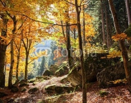 Осенний лес 3