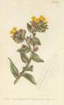 Lithospermum Orientale. Yellow Gromwell, or Bugloss