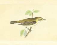 Chiff Chaff