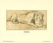 Rembrandt Lion Drinking