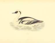 Smew