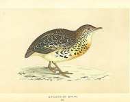 Andalusian Quail