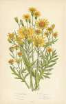 Inelegant Ragwort, Hoary r., Common r., Marsh r., Great Fen r., Broad Leaved Groundsel