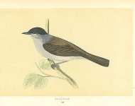 Blackcap