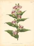 Tricyrtis Hirta