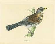 Fieldfare