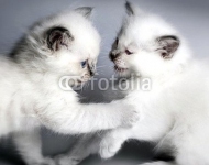 Котята 2