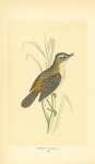 Sedge Warbler