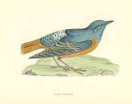 Rock Thrush