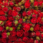 Красные розы. Close-up.