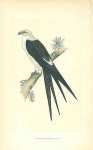 Swallow-tailed Kite