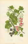 Common or Red Currant, Tasteless Mountain Currant, Black Currant, Common Gooseberry