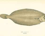 Long Flounder