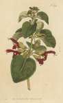 Sa,via Formosa. Shining-Leaved Sage