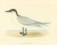 Gull-Billed Tern