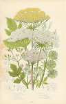 Garden Angelica, Wild Angelica, Sea-hogs-fennel, Marsh h.f., Common Wild Parsnip