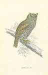 Scops-Eared Owl