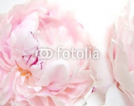 Soft pink peonies 6