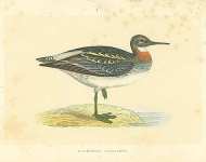 Red-Necked Phalarope