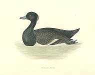 Tufted Duck