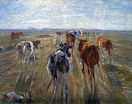 Long shadows. Cattle on the Island of Saltholm