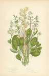 Large Flowered Moneses, Serrated Winter-green, Round Leaved w.g., Intermediate w.g., Lesser w.g, Yel