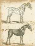 Moving Powers, or Muscles of the Horse