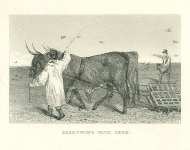 Harrowing with Oxen