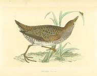 Spotted Crake